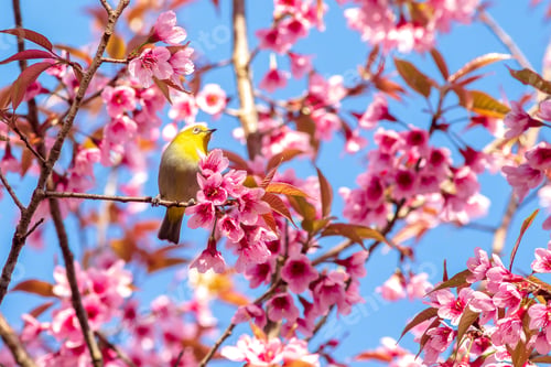 Preview: White-Eye Bird on Cherry Blossom and Sakura