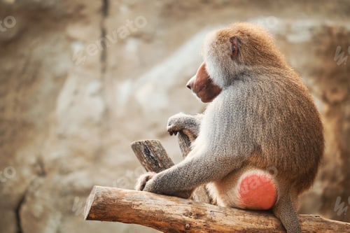 Preview: Baboon portrait