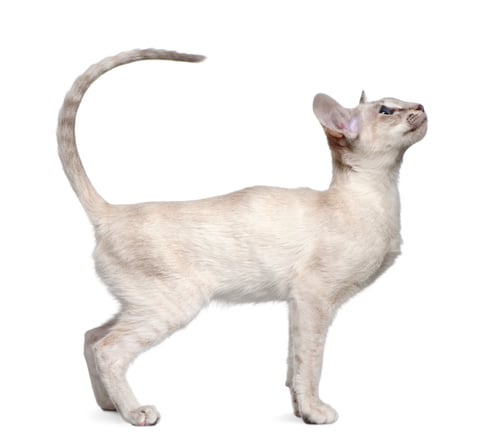 Preview: Siamese kitten, 5 months old, standing in front of white background