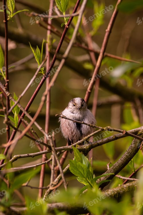 Preview: Closeup of a long-tailed tit perched on a tree branch in the forest