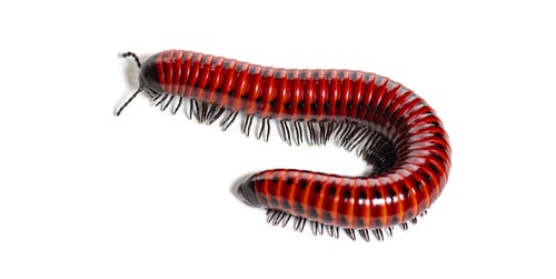 Preview: Millipede, Centrobolus sp Mozambique, isolated on white