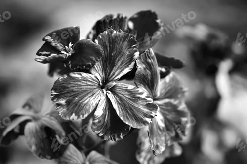 Preview: spring flowers of Erysimum cheiri (Cheiranthus) also known as the Wallflower