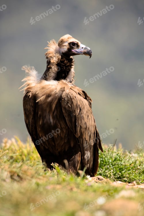 Preview: Big vulture on ground