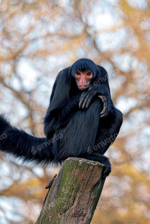 Preview: red-faced spider monkey sitting on the tree
