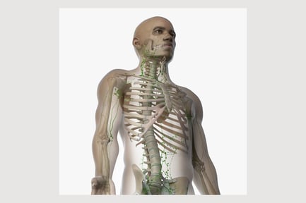 Preview: African Male Anatomy: Skin, Skeleton, and Lymphatic System