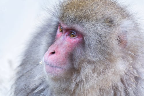 Preview: A Japanese snow monkey or Macaque with onsen in Monkey Park, Nagano , Japan. Wildlife animal.