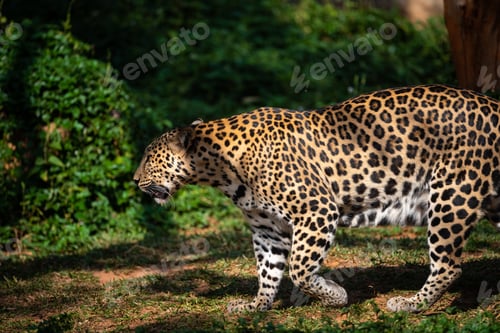 Preview: Beautiful adult leopard sitting near water lake in open and dense forest looking away