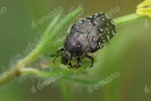 Preview: Closeup on the Mediterranean Spotted Chafer, Oxythyrea funesta