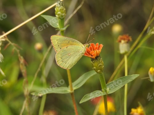 Preview: Little butterfly on a flower