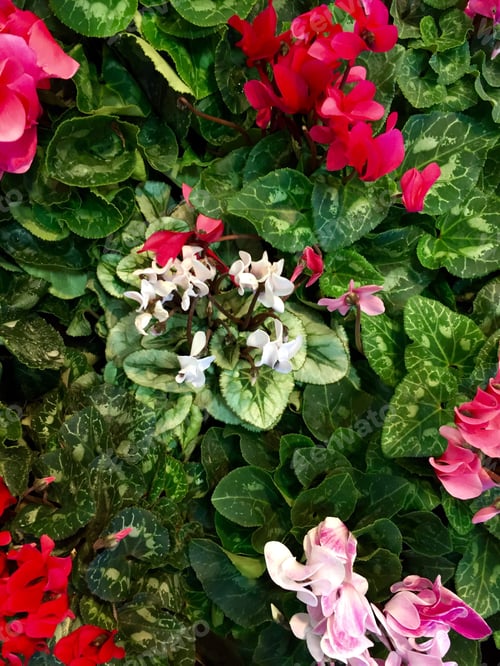 Preview: Garden