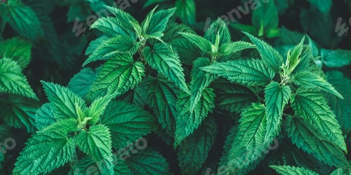 Vorschau: Wachsender Brennnesselstrauch im Freien. Urtica dioica. Brennnessel-Pflanze. Konzept der Kräutermedizin.