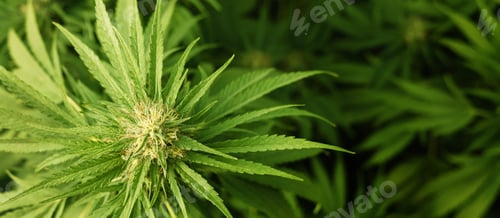 Preview: Blooming ripe Marijuana with Buds and green Leaves. Organic Cannabis Sativa Female Plants with CBD