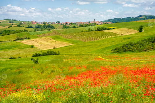 Preview: Landscape on the Tortona hills at springtime.