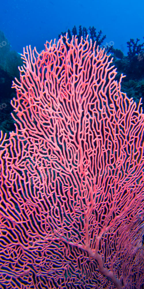 Preview: Gorgonian, Maldives
