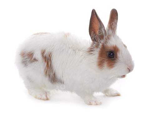 Preview: rabbit