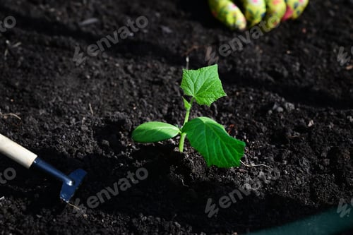 Preview: a woman's hands in gloves are transplanting seedlings of cucumbers, tomatoes from a pot i