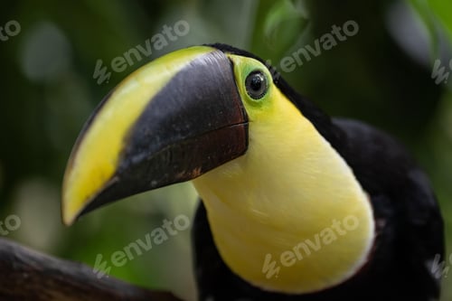Preview: toucan, bird, colours, tropics