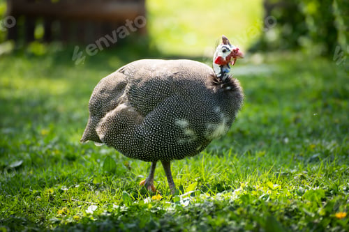 Preview: Guinea fowl grazing on green backyard grass