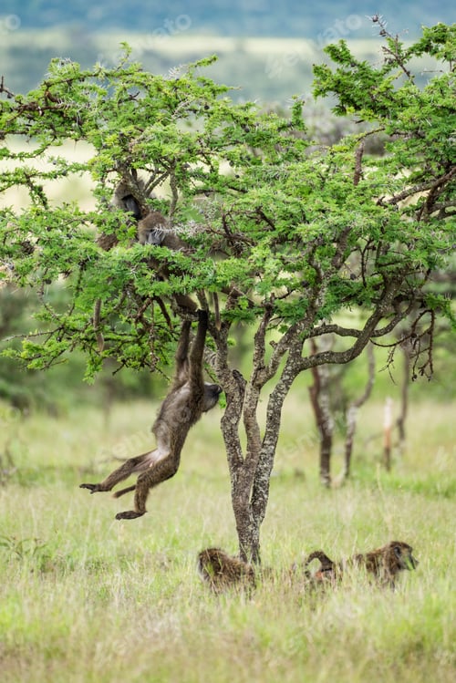Preview: Baboon (Papio) at El Karama Ranch, Laikipia County, Kenya