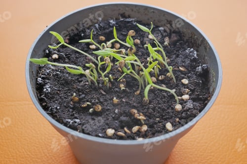 Preview: putting small seed of hot pepper in a pot with soil