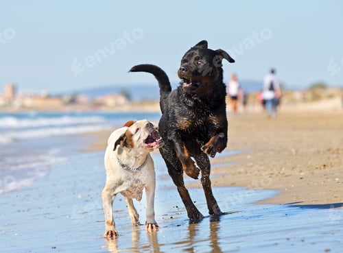 Preview: fighting dogs on the beach
