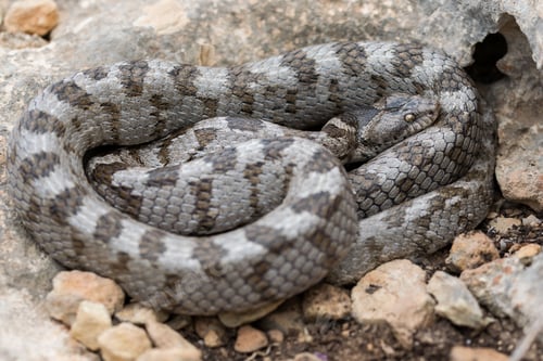 Preview: A detail shot of European Cat snake (Telescopus fallax) or Soosan Snake, on the island of Malta.