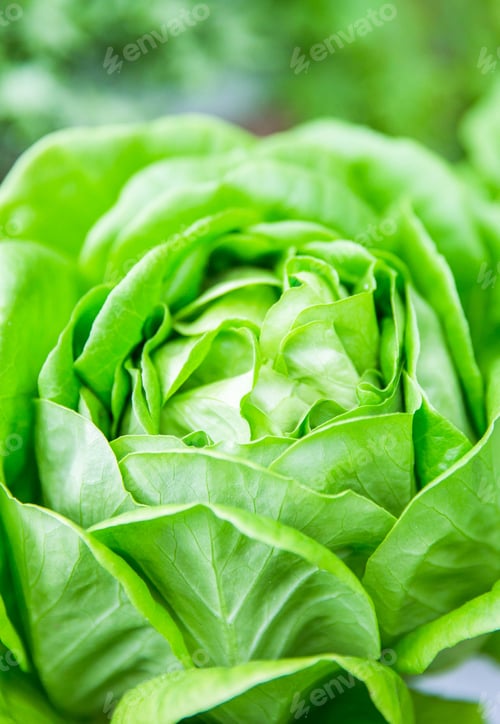 Preview: Green lettuce. Healthy lifestyle and healthy food