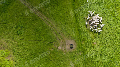 Preview: Aerial view of cows strolling in a green field on a sunny day
