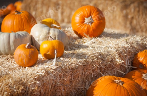 Preview: Fresh Orange Pumpkins and Hay in Rustic Fall Setting