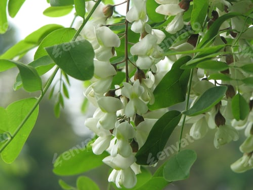 Preview: Selective focus shot of false acacia (robinia pseudoacacia)
