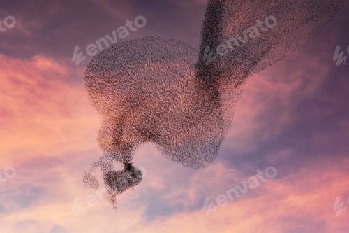 Preview: Starling murmuration