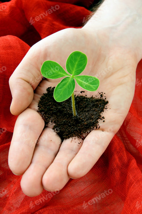 Preview: green clover sprout with soil in hand