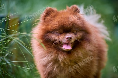 Preview: Fluffy pomeranian spitz enjoys lush greenery outdoors