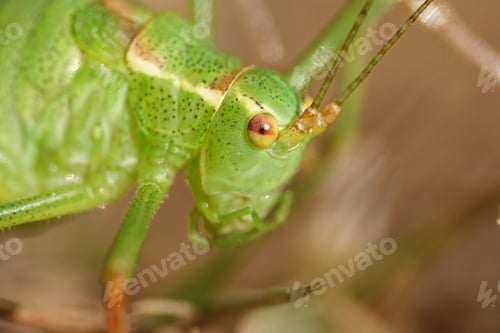 Vorschau: Gesprenkelte Buschgrille (Leptophyes punctatissima)