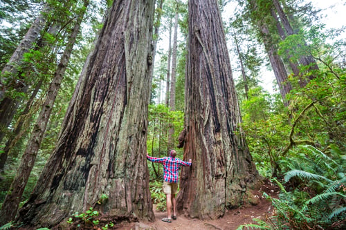 Preview: Redwoods