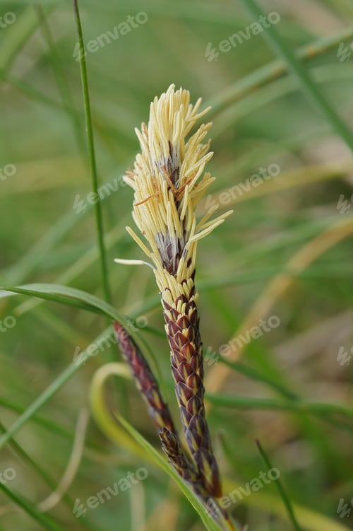 Preview: Vertical closeup on the springtime blossoming Mop-headed Sedge, Carex caryophyllea