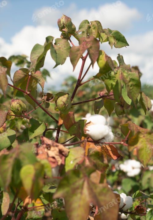 Preview: Cotton Plants Grow High Deep South Agriculture USA