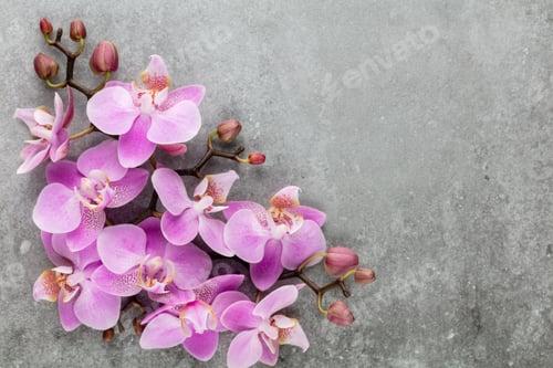 Vista previa: Tema de objetos de orquídea rosa sobre fondo pastel.