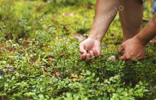 Preview: man picks blueberries in the forest. blueberry bushes in the forest
