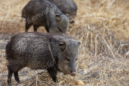 Collared Peccary Roaming in the Dry Grassland