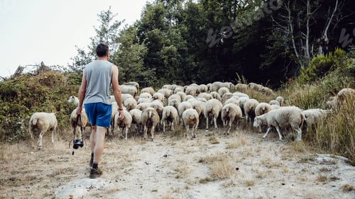 Preview: young tourist with camera follows a flock of sheep in a natural setting