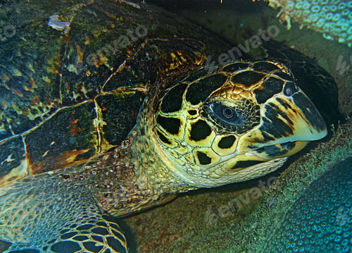 Preview: Close-up shot of a green sea turtle swimming gracefully through a tranquil body of water