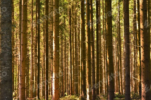 Preview: Beautiful view of the tall tree trunks in a forest captured on a sunny day