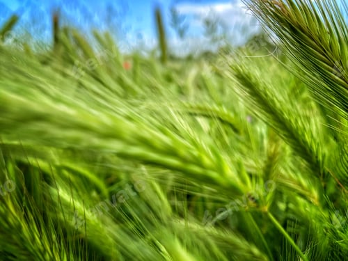 Preview: Green background
