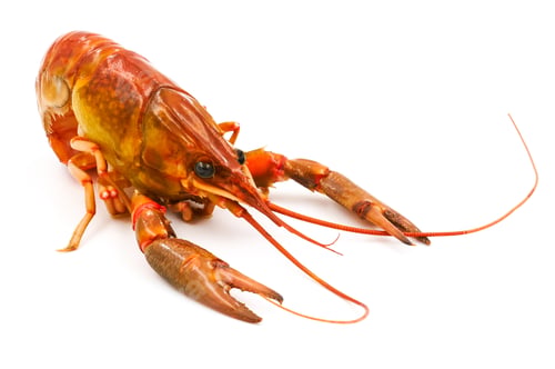 Preview: Boiled Crayfish or Freshwater lobster on a white background.