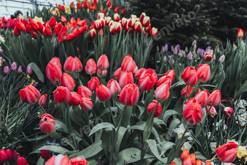 Preview: Beautiful tulips are blooming in the garden
