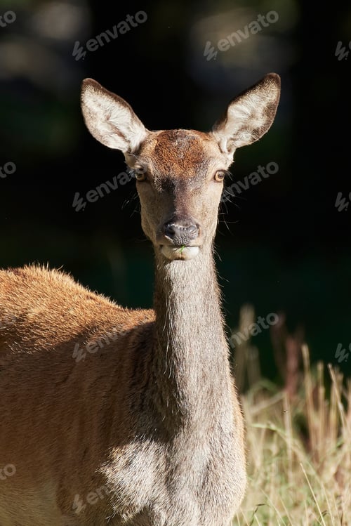 Preview: Red deer (Cervus elaphus)