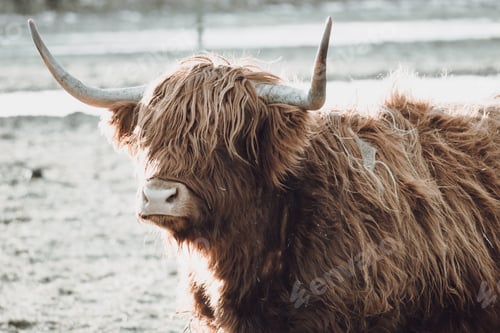 Preview: Brown highland cow in a meadow