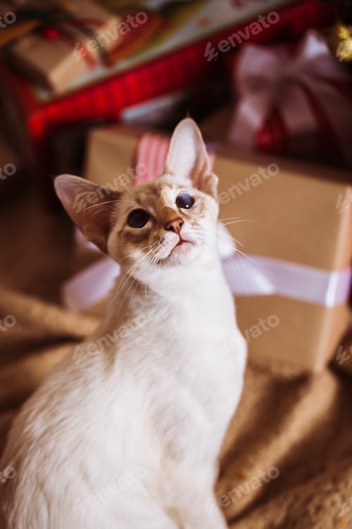 Preview: Oriental cat on the background of the Christmas tree with gifts