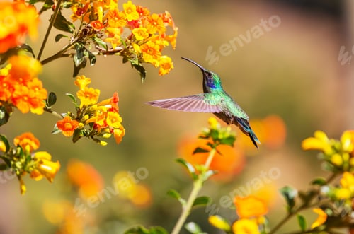 Preview: Kolibri